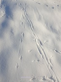 Rattensporen in de sneeuw!