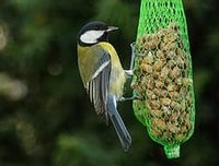 Vogeltjes voeren, of toch de ratten?!