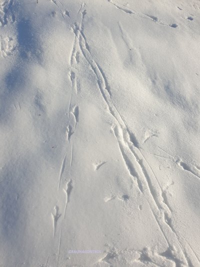 Rattensporen in de sneeuw!