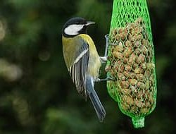 Vogeltjes voeren, of toch de ratten?!